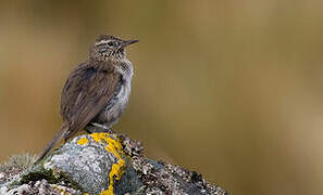 Streak-throated Canastero