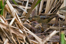 Wren-like Rushbird