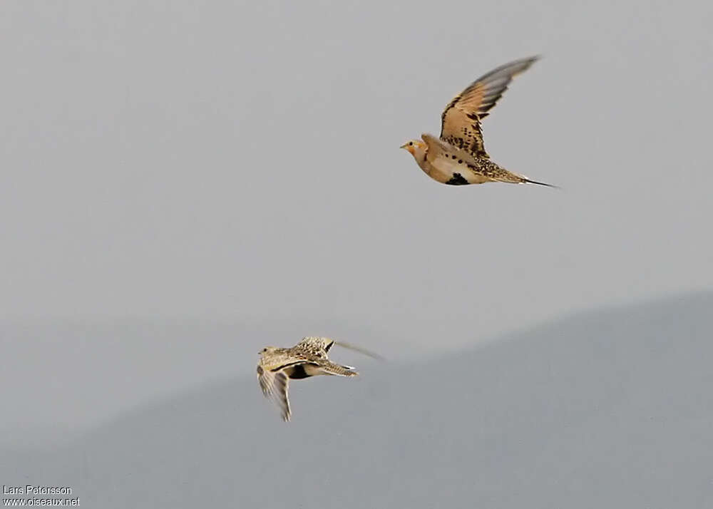 Pallas's Sandgrouseadult, pigmentation, Flight