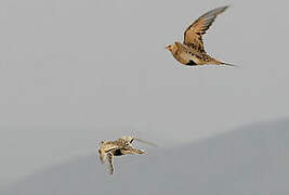 Pallas's Sandgrouse