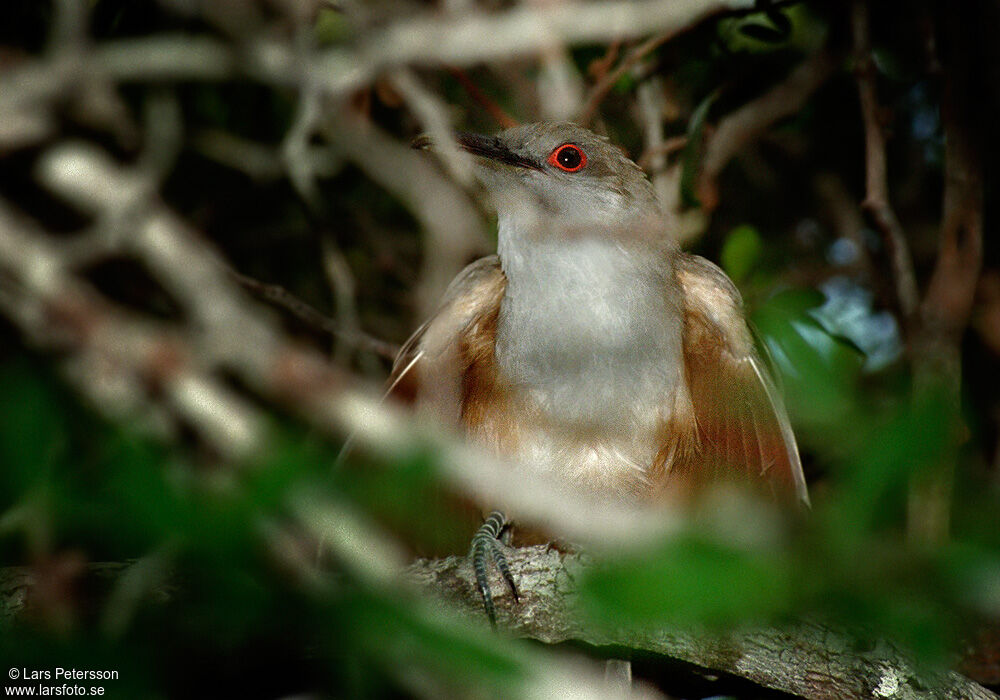 Great Lizard Cuckoo