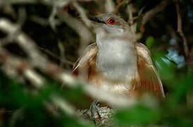 Great Lizard Cuckoo