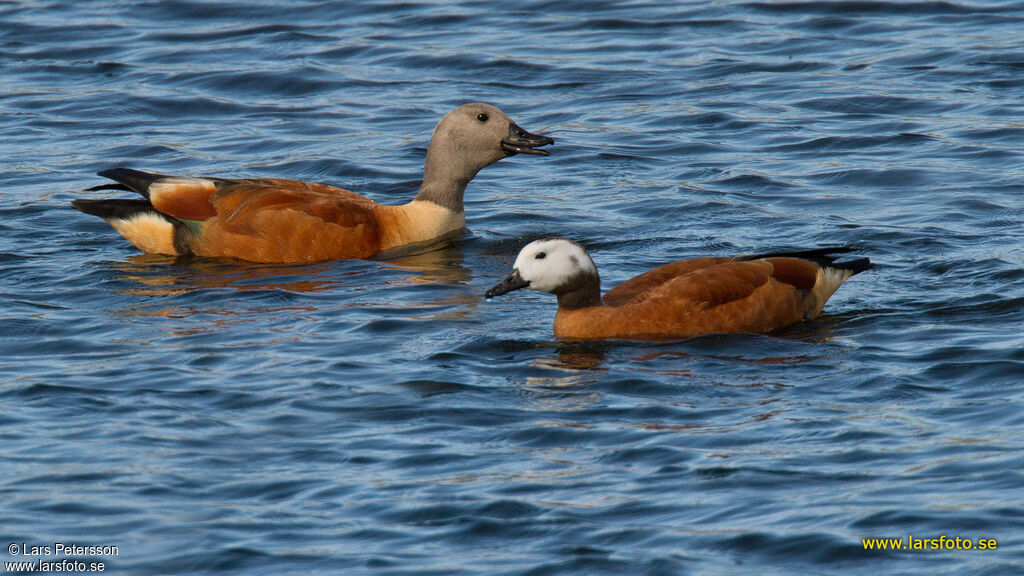 South African Shelduck