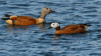 South African Shelduck