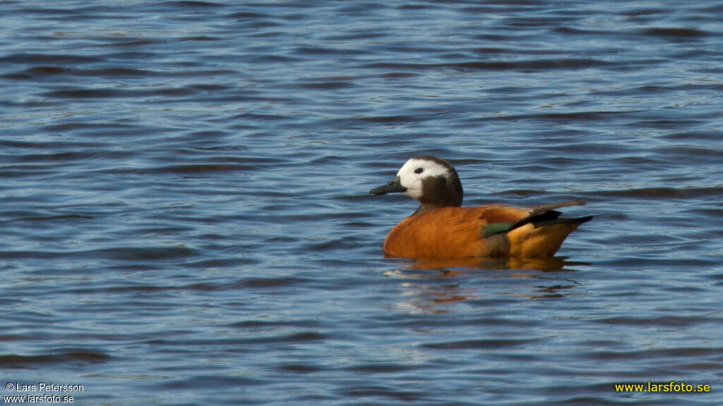 South African Shelduck