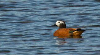 South African Shelduck