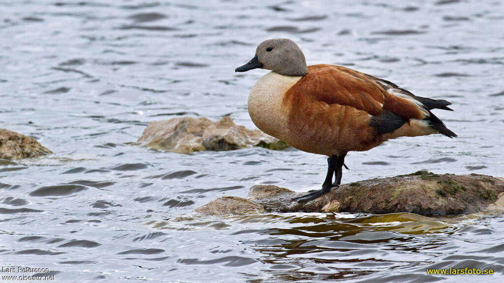 Tadorne à tête grise mâle adulte, identification