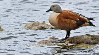 South African Shelduck