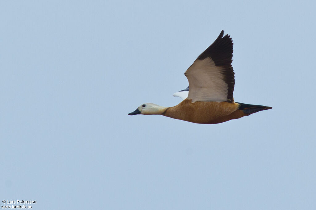 Ruddy Shelduck