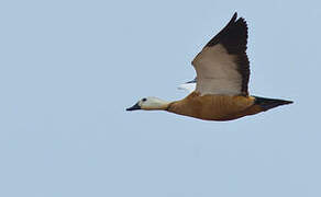 Ruddy Shelduck