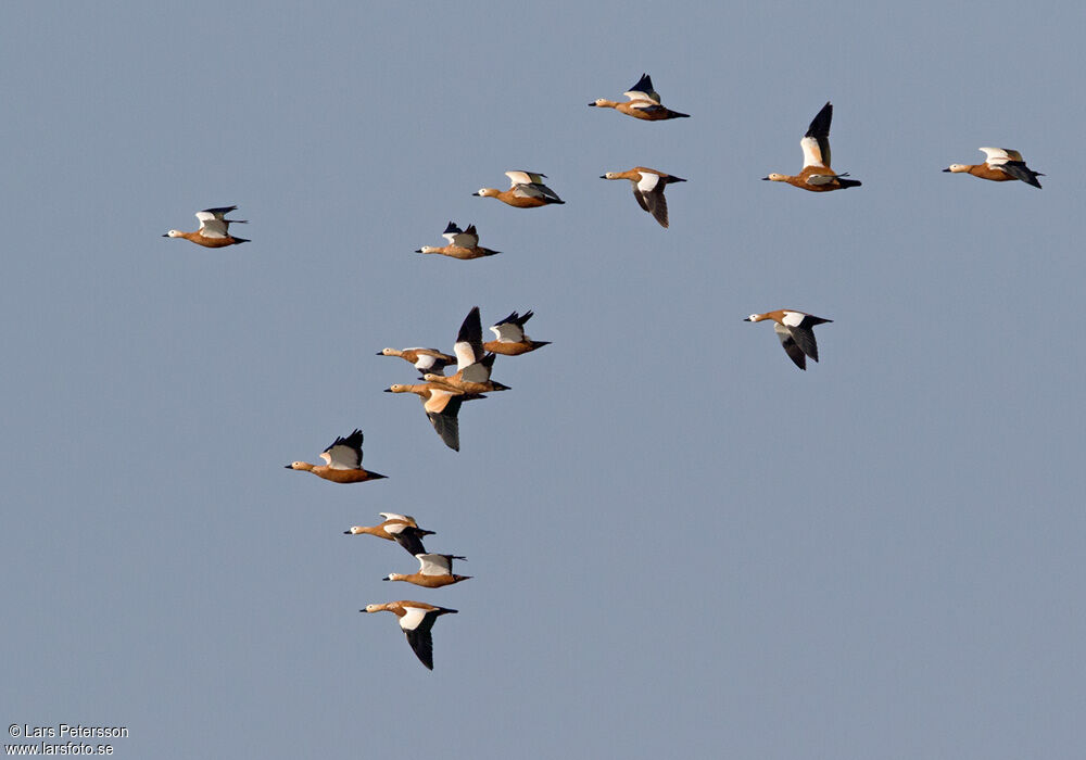 Ruddy Shelduck