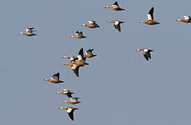 Ruddy Shelduck