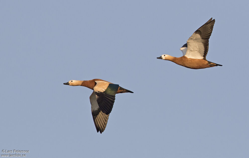 Ruddy Shelduck