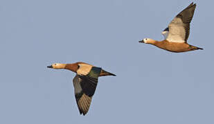 Ruddy Shelduck