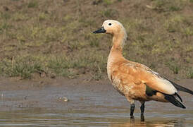 Ruddy Shelduck