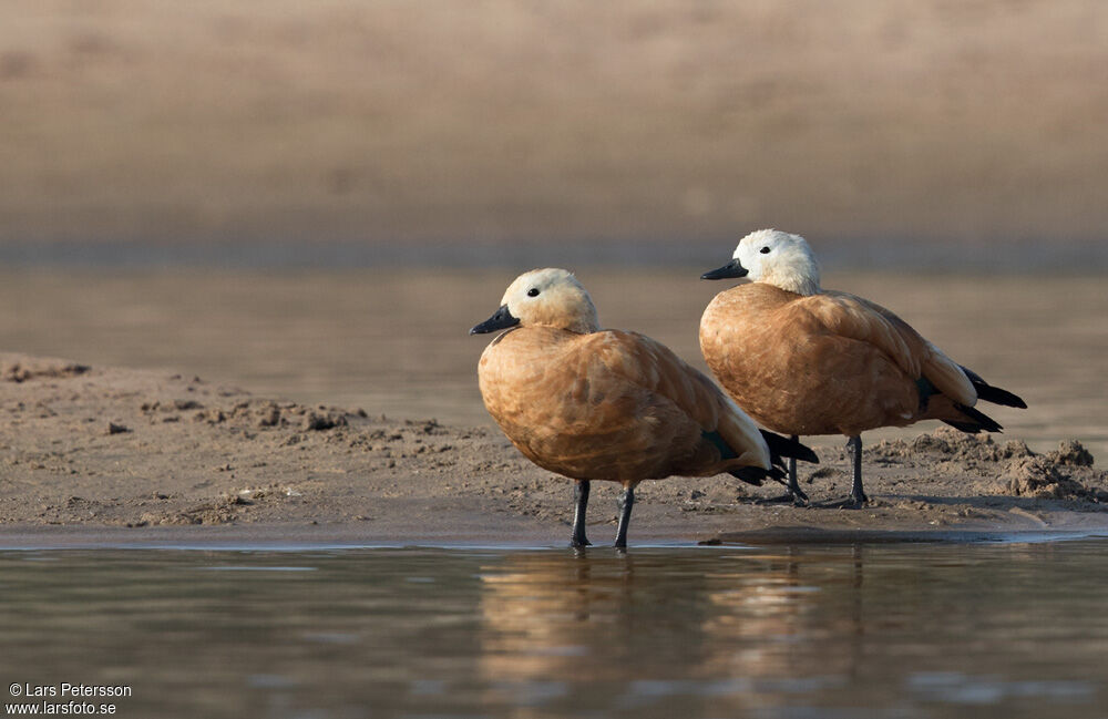 Ruddy Shelduck