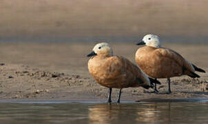 Ruddy Shelduck