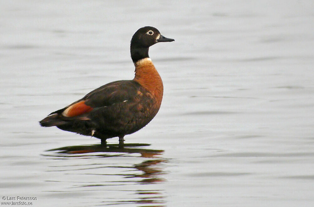 Australian Shelduck