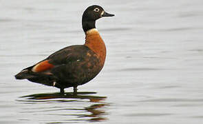 Australian Shelduck