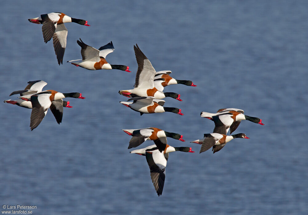 Common Shelduck