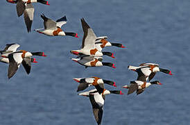 Common Shelduck