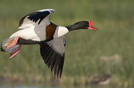 Common Shelduck