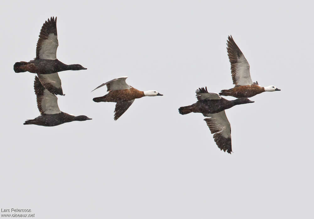 Paradise Shelduckadult, Flight