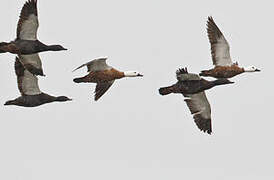 Paradise Shelduck