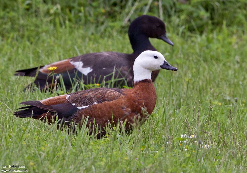 Paradise Shelduckadult breeding