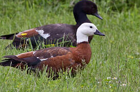 Paradise Shelduck