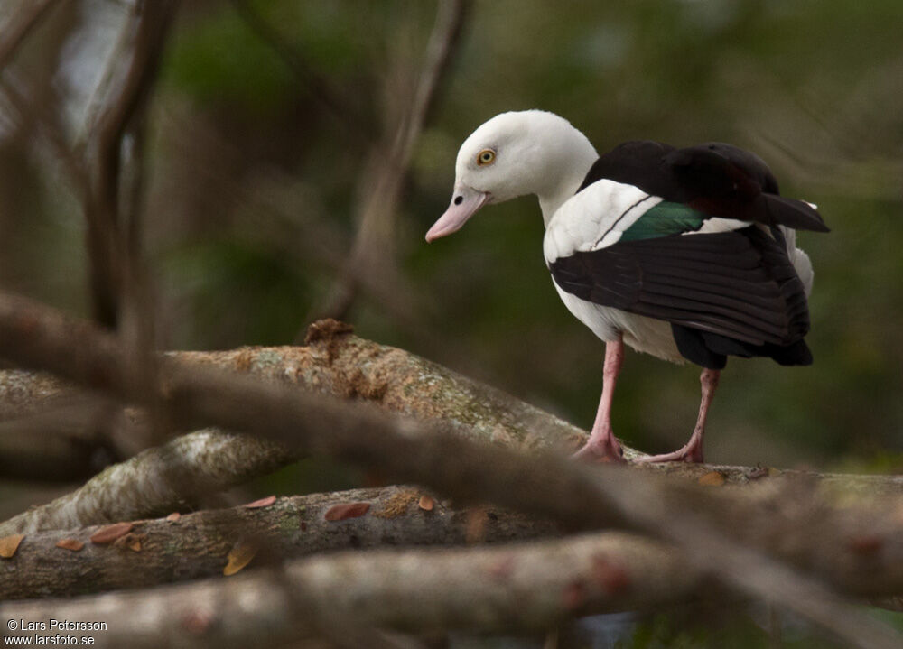 Raja Shelduck