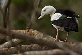 Radjah Shelduck