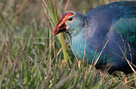 Grey-headed Swamphen