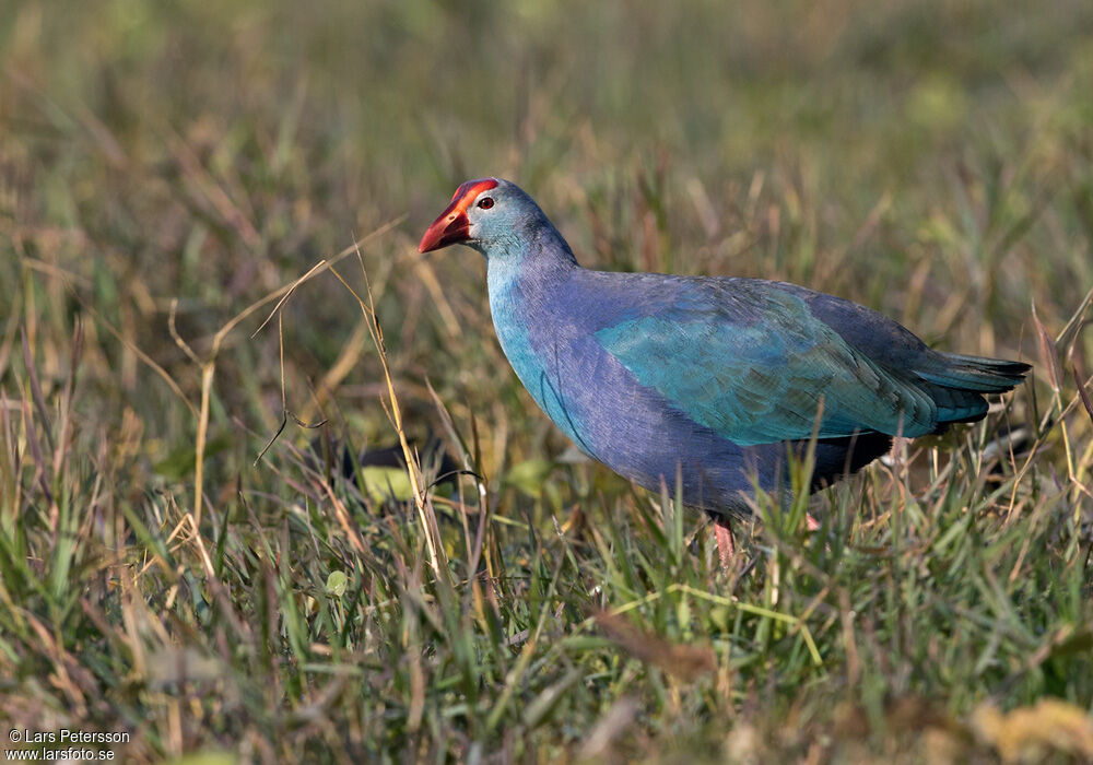 Grey-headed Swamphen