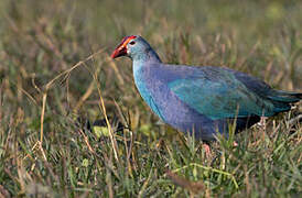 Grey-headed Swamphen