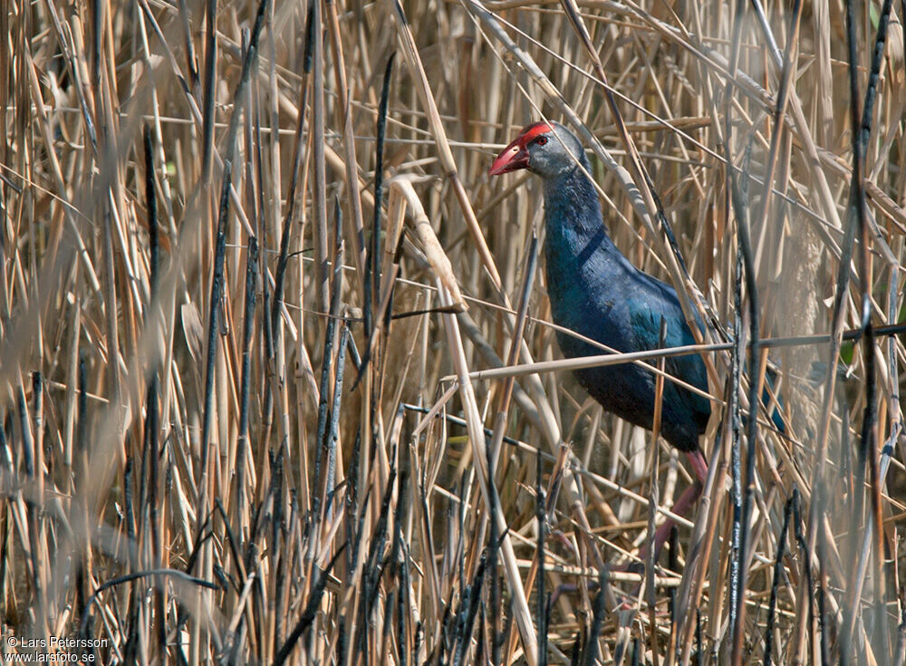 Grey-headed Swamphen