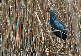 Grey-headed Swamphen