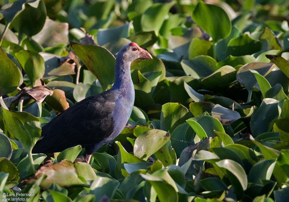 Grey-headed Swamphen