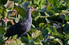 Grey-headed Swamphen