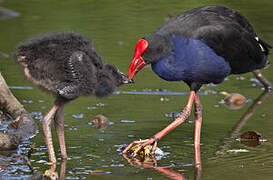 Australasian Swamphen