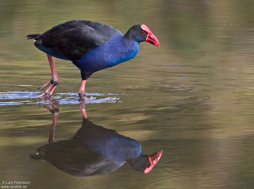 Australasian Swamphen