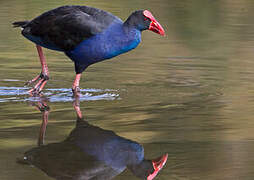 Australasian Swamphen