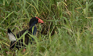 Australasian Swamphen