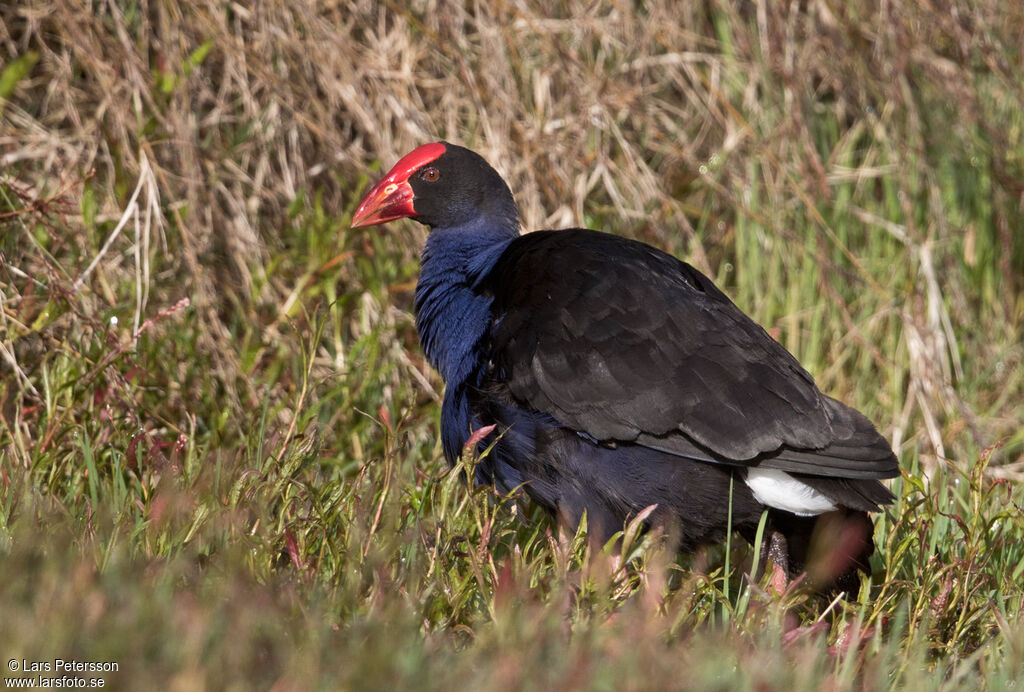 Australasian Swamphen