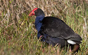 Australasian Swamphen