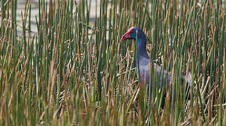 African Swamphen