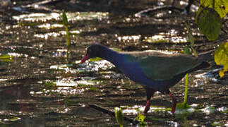 Allen's Gallinule