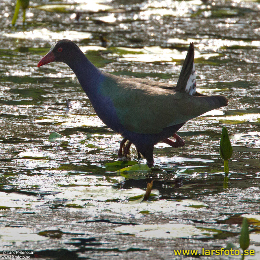 Allen's Gallinule