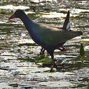 Allen's Gallinule