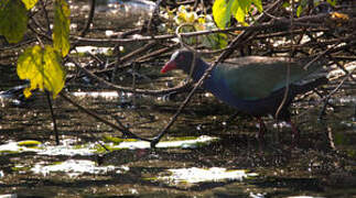 Allen's Gallinule